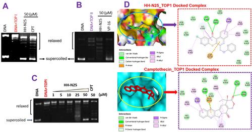 Figure 3 Topoisomerase inhibition activities of HH-N25. Effect of a single dose of HH-N25 on (A) DNA topoisomerase I (Top I) and (B) topoisomerase II (Top II). (C) Dose-dependent effect of HH-N25 on DNA topoisomerase I. (D) Solid surface representation of the binding-site flap of topoisomerase 1 accommodating the ligands (HH-N25 and camptothecin) and 2D representations of ligand–receptor complexes, showing the interacting amino acid residues and the types of interactions between the ligands (HH-N25 and camptothecin).