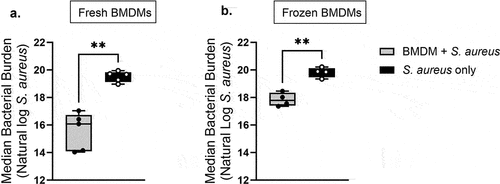 Figure 5. Cryopreservation reduces S. aureus clearance capacity of primary BMDMs. (a) after 6 days in macrophage differentiating media, primary TNF-/- cells were treated with saline and infected with S. aureus for 5 hours at MOI 2:1. “Fresh” BMDM CFU data shown here were used in another manuscript (Luu et al, submitted). Shown is data from five independent experiments that contained two technical replicates each. (b) Primary TNF-/- BMDMs were cryopreserved in liquid nitrogen, thawed, and resuscitated in macrophage differentiating media for an additional 6 days. Cells were treated for either 12 hr or 1 hr with WT BMDMs fixed in 1% PFA before infection with S. aureus for 5 hr at MOI 2:1. Data were obtained from four independent experiments that contained two technical replicates each. (a, b) the average of two technical replicates per experiment is shown. Grey bars represent S. aureus bacterial burden (with BMDMs) compared to black bars which represent S. aureus uninhibited growth (without BMDMs) during a 5-hr period. Statistical analysis was performed using a one-sided paired t-test p-value = .0014 (a) p-value = .0061 (b) on log transformed data.