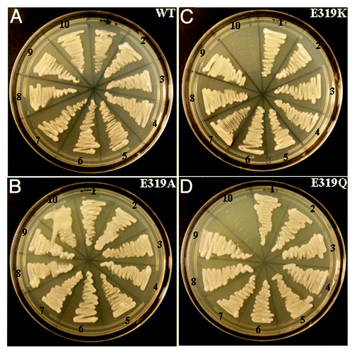 Figure 2. Interaction between wild-type (WT) and mutants (E319A, E319K, E319Q) GmRGS2 proteins (C-terminal RGS domain) with GmGα proteins using split-ubiquitin based interaction assay. The picture shows yeast growth on selective media with 1 mM methionine. In all cases RGS2 protein was used as CUb fusion (RGS2-CUb) and Gα proteins were used as NUb fusions in both orientations (NUb-Gα; N-terminal of ubiquitin fused at the N-terminal of Gα and Gα-NUb; N-terminal of ubiquitin fused at the C-terminal of Gα). NUbwt fusion constructs were used as positive controls for interaction and NUb-vector fusions were used as negative controls. Two biological replicates of the experiment were performed with identical results. The interaction combinations are: (1) RGS2-CUb+Gα1-NUb; (2) RGS2-CUb+Gα2-NUb; (3) RGS2-CUb+Gα3-NUb; (4) RGS2-CUb+Gα4-NUb; (5) RGS2-CUb+NUb-Gα1; (6) RGS2-CUb+NUb-Gα2; (7) RGS2-CUb+NUb-Gα3; (8) RGS2-CUb+NUb-Gα4; (9) RGS2-CUb+NUbwt-Gα3 (positive control). In A and B, (10) RGS2-CUb+Gα3-NUbwt (positive control); In C and D (10) RGS2-CUb+NUbwt vector (-ve control).