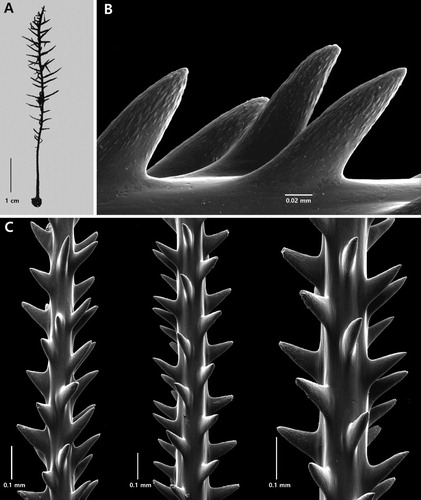 Figure 11. Cupressopathes gracilis (Thomson & Simpson, Citation1905), holotype NHMUK 1908.2.18.22: A, corallum; B, close-up view of spines; C, sections of pinnules showing spines (B and C from schizoholotype: USNM 100388/SEM stub 498).