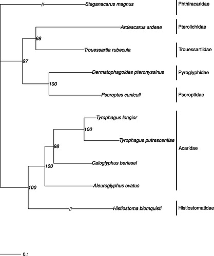 Figure 1. Phylogram based on the mitogenome sequences of Trouessartia rubecula (MH208456; this study) and eight other Astigmata mites (plus an outgroup from Mixonomata). The following mitochondrial genomes were used (accession numbers are in parentheses): Tyrophagus longior (NC_028725), Tyrophagus putrescentiae (NC_026079), Ardeacarus ardeae (KY352304), Dermatophagoides pteronyssinus (EU884425), Psoroptes cuniculi (NC_024675), Caloglyphus berlesei (NC_024637), Aleuroglyphus ovatus (KJ571488), Histiostoma blomquisti (NC_031377), and Steganacarus magnus (NC_011574), which was used as outgroup (Dabert et al. Citation2010). The phylogenetic tree was estimated from 500 bootstrap (BS) replicates in IQ tree. BS support values are indicated at each node and the scale bar indicates nucleotide substitutions per site.