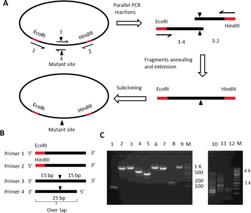 Figure 2. Schematic presentations of single-site mutagenesis PCR amplification processes. (A) The scheme of the method used to generate single-site mutations. (B) Schematic diagram of the primer design for site-directed mutagenesis. Black filled triangles show the location of mutations. Grey filled rectangles show the restriction digestion sites. (C) Agarose gel electrophoresis of the PCR reactions for single-site mutagenesis. The primers used for DNA synthesis and the expected length of the DNA products are: Lane 1, ERCC8EcoRIfw/ERCC8S23Crv, 84 bp; Lane 2, ERCC8S23Cfw/ERCC8HindIIIrv, 1149 bp; Lane 3, ERCC8EcoRIfw/ERCC8HindIIIrv, 1209 bp; Lane 4, ERCC8EcoRIfw/ERCC8L202Crv, 652 bp; Lane 5, ERCC8L202Cfw/ERCC8HindIIIrv, 582 bp; Lane 6, ERCC8EcoRIfw/ERCC8HindIIIrv, 1209 bp; Lane 7, ERCC8EcoRIfw/ERCC8Y350Crv, 1064 bp; Lane 8, ERCC8Y350Cfw/ERCC8HindIIIrv, 170 bp; Lane 9, ERCC8EcoRIfw/ERCC8HindIIIrv, 1209 bp; Lane 10, S23Cfw/S23Crv, ∼6.6 kbp; Lane 11, K212Cfw/K212Crv, ∼6.6 kbp; Lane 12, Y350Cfw/Y350Crv, ∼6.6 kbp. M, DNA ladder (Qiagen, Germantown, MD, USA). DNA samples were electrophoresed in 2% agarose gel for short fragments (left panel) or 1% agarose gel for longer fragments (right panel).