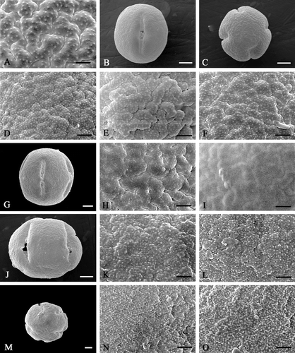 Figure 3 Scanning electron micrographs ofEnkianthus pollen. A. E. nudipes: Onooka 27182, SAPS; B–F. E. subsessilis: (B & D) Tohyama s.n., SAPS; (C, E & F) Ohashi et al. 11824, SAPT. G–I. E. perulatus: (G, H) Sarwar & Takahashi s.n., SAPS; (I) Takahashi 509, SAPS. J–L. E. quinqueflorus (McClure s.n.; TI). M–O. E. serotinus (Togashi & Murata 8032; TI). Pollen grains in equatorial view (B, G & J); pollen grain in polar view (C & M); details of mesocolpial exine (D, E, H, K & N); apocolpial exine (A, F, I, L & O). Scale bar – 1 µm (A, D–F, H, I, K, L, N); 5 µm (B, C, G, J, M).