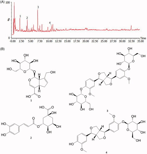 Figure 2. HPLC Chromatogram of EU (A) and chemical structures of major components (B). Analysis of EU extract was performed by using Q-TOF -LC/MS. 1: geniposidic acid, 2: chlorogenic acid, 3: Pinoresinol Diglucoside, 4: (+) piresil-4-O-β-D-glucopyraside.