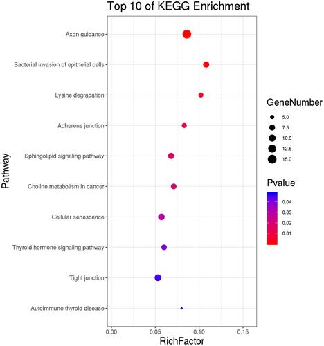 Figure 6 KEGG pathways analysis for differential expressed host gene of circRNAs.