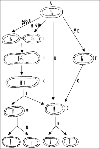 Figure 1 Hypothetical pre-karyote cell cycle and life cycle controlled by ancient DNA damage checkpoint. The haploid pre-karyote is assumed to start DNA replication (A). If there was no DNA damage, DNA replication would be completed (B) resulting in diploid entity (C), that would be allowed to divide to produce two haploid pre-karyotes (D). If there were DNA damage (E) resulting in broken replication forks, DNA damage checkpoint would stop replication to allow the DNA repair and the restart of DNA synthesis via recombiantion with the matrix DNA (F). After completing the DNA replication (G), diploid pre-karyote (C) would be allowed to divide and the result would be two haploid entities (D). If the DNA damage were huge and pre-karyote would not be able to repair it and restart the DNA synthesis by itself (H), it could fuse with the partner (perhaps damaged too) (I). After the repair of the damage and the restart of DNA synthesis via recombination with the DNA of the partner (J), replication of both haploid sets would result in a tetraploid entity (K). Now the cell division would be allowed (L) resulting in two diploid entities. However, these would have no need to start replication again, instead both would be allowed to divide again (M and C) and the result would be four haploid entities (N and D).