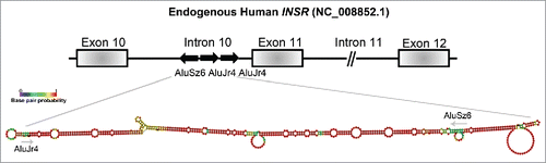 Figure 2. The proposed RNA-secondary structure of the IRAlus located in the INSR intron 10. The genomic DNA sequence of the human INSR (NG_008852.1) was used to assess the Alu repeat elements located in intron 10. Alu elements were identified using RepeatMasker and RNA secondary structure was determined by Vienna package RNAfold 2.1.1. The intronic regions shown here are not to scale and this is indicated by a // symbol.