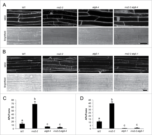 Figure 4. rns2–2 has constitutive autophagy that is eliminated in the atg9–4 and atg5–1 backgrounds. (A and B) Seven-d-old WT, rns2–2, atg9–4, atg5–1, rns2–2 atg9–4, and rns2–2 atg5–1 Arabidopsis seedling roots were stained with 50 μM MDC and imaged using confocal microscopy. Scale bar: 25 μm. (C and D) MDC-stained structures as shown in part (A and B) were quantified from fluorescence microscopy images. Autophagosomes (APs) were counted per frame from 30 root images taken in the late elongation zone per genotype with 3 or 4 biological replicates. Error bars represent standard error. Similar letters indicate no significant difference according to the pairwise Student 2-sided equal variance t test (P > 0.05).