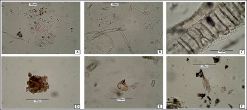 Fig. 7. Phytoliths identified in INEA phytolith reference collection. Monocots: A—Conjoined multicell from Avena barbata, showing elongate debritics and papillae; B—Hair phytoliths from awns of Hordeum spontaneum; C—Conjoined stacked bulliforms from Phragmites australis. Dicots: D—Silica Aggregate from Atriplex halimus; E—Platey from Eruca sativa; F—Tracheid from Hammada salicornia.