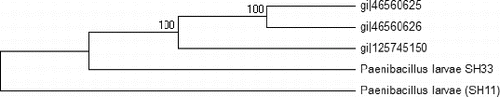 Figure 3. Phylogenetic tree of the two Egyptian bacterial isolates and the other three P. larvae bacterial strains based on the DNA nucleotide sequences of the 16S rRNA gene. The phylogeny was constructed by the Meg4 program (neighbour-joining tree).