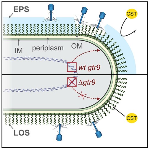 Figure 8. Model of Phab24 binding to ATCC17978/ XH198 and gtr9 mutants. Phages can bind to the capsule surrounding the cell (top, light blue) as well as to LOS molecules anchored in the outer membrane (OM). In the case of cells in which gtr9 is disrupted or mutated, phage particles may not bind to the cells via the LOS molecules (bottom). When the capsule is missing, colistin (CST) is able to bind to the OM more easily as the absence of a barrier facilitates diffusion to the membrane. IM: inner membrane; EPS: Extracellular polymeric substance.