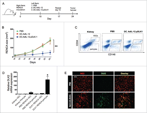 Figure 1. Vaccination of RENCA-bearing mice against DLK1 results in slowed tumor growth, the loss of DLK1+ pericytes in the TME and a compensatory increase in DLK2 expression by tumor-associated vascular pericytes. (A) Female Balb/c mice with established day 10 s.c. RENCA tumors on their right flanks were treated with s.c. injection (left flank) of PBS, 106 DCs transduced with rAd.IL12 (i.e., DC.IL12) or DC.IL12 pulsed with DLK1-derived peptide epitopes (i.e., DC.IL12.DLK1) per Materials and methods. An identical s.c. booster vaccination was provided on day 17 post-tumor inoculation. (B) Tumor growth was monitored every 3–4 d and is reported as the mean ± SEM for five animals per group. *p < 0.05, two-way ANOVA. (C) On day 21, tumor tissues and (tumor-uninvolved kidneys from matched animals) were harvested and then digested mechanically and enzymatically as described in the Materials and methods, yielding single-cell suspensions. Live cells (DAPI negative) cells were flow-sorted to select for CD45−CD146+CD34− pericytes and CD45−CD146+CD34+ VEC populations. (D) Total mRNA was isolated from sorted populations of pericytes and VECs and analyzed for DLK2 expression by quantitative real-time PCR. Relative mRNA expression was normalized to HPRT1 expression. *p < 0.05, one-way ANOVA compared with kidney pericyte DLK2 levels. In (E), RENCA tissue sections were analyzed for expression of DLK2 (green) in NG2+ pericytes (red) by immunofluorescence microscopy. Scale bar = 1mm. All data are representative of those obtained in two independent experiments.