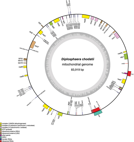 Fig. 5. Gene map of the draft mitochondrial genome of the green alga Diplosphaera chodatii strain CS-1475. The inner graph represents the GC content. Transcription directions are as follows: clockwise if inside the circle and counterclockwise if outside the circle. An asterisk indicates the presence of at least one intron.