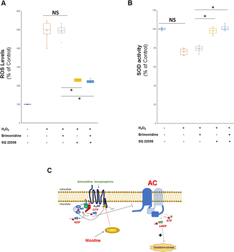 Figure 4 AC inhibition and α2AR-regulated oxidative stress after nicotine exposure. H9c2 cardiomyocytes were treated with 10 μM nicotine for 24 hours, followed by a 500 μM H2O2 application in the presence or absence of 10 μM brimonidine or 0.2 mM SQ 22536 (AC inhibitor). 10 hours later, ROS levels (DCF fluorescence) and SOD activity were determined. (A) Quantification of ROS levels, expressed as % of control (vehicle, DMSO). (B) SOD activity as % of control (DMSO). *p<0.05; NS: Not significant at p=0.05; n=6 independent experiments per condition. (C) Proposed signaling pathway underlying α2AR ant-oxidative protection in H9c2 cardiomyocytes and the role of nicotine. “+” denotes increase and the dotted blue arrow implies multiple steps leading to oxidative stress from cAMP. See main text for details.