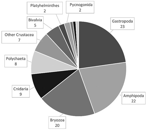 Figure 3. Overview of number of faunal taxa associated with Sargassum muticum (102 taxa; this excludes juveniles or unidentified species which had congeners present, 10 taxa). Labels indicate number of taxa within each group; the three sections without labels are Echinodermata, Insecta and Porifera with 1 taxon each.