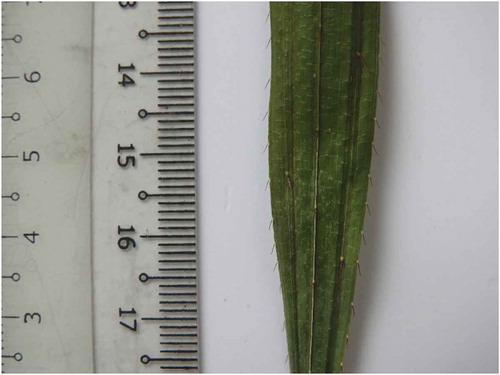 Figure 2. Leaf hairs of Daemonorops lewisiana.