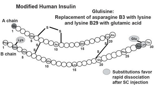 Figure 4 Fast-acting glulisine: substitutions on endogenous insulin B chain.