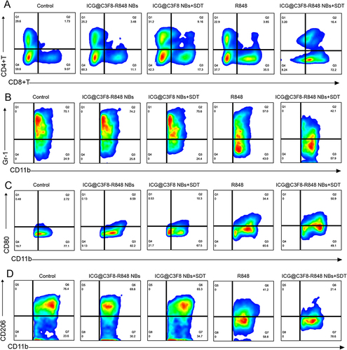 Figure 5 Analysis of immune cells in experimental animals after synergistic sono-immunotherapy. (A) Flow cytometry analysis of CD4+ T cells and CD8+ T cells. (B) Flow cytometry analysis of MDSCs by GR-1 marker. (C and D) Flow cytometry analysis of M1 macrophages and M2 macrophages by CD80 marker and CD206 marker.