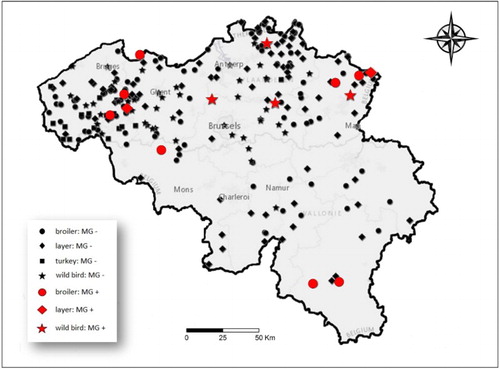 Figure 1. Map of Belgium showing all M. gallisepticum-negative (black) locations and M. gallisepticum-positive (red) locations in 2013–2014.