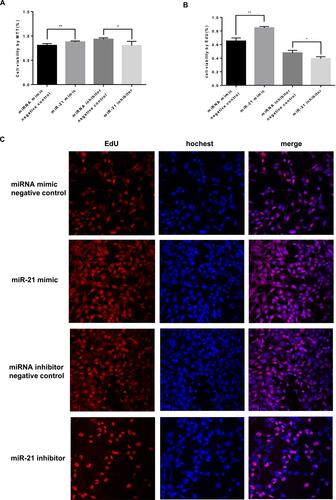 Figure 5 Role of miR-21 in the proliferation of HTR-8/SVneo cells (A) Cell proliferation was detected by MTT assay. n = 3 per group. (B and C) Cell proliferation was detected by EdU assay. The miR-21 transfection promotes proliferation in HTR-8/SVneo cells. n = 3 per group. *P<0.05, **P<0.01.