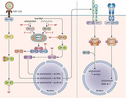 Figure 3. Mammrenavirus inhibition of innate immunity. The cellular Toll-like receptors (TLRs) recognize pathogen-associated molecular patterns (PAMPS) (e.g., viral glycoproteins) and utilize the cellular MYD88 adaptor protein to transmit a cellular signal to successively influence the activities of other cellular proteins, including TAK1, IKKα, in order to activate transcription factors, such as interferon regulatory factors (IRF3 and IRF7) and NFkB subunits to induce the expression of type I interferons (IFNα and IFNβ), which are secreted out of the cells to bind to their respective receptors on the surface membrane of the cells to further activate cellular protein kinases (TYK2, JAK1, JAK2) and transcription factors (STAT1 and STAT2 by phosphorylation and IRF9), which are translocated from the cellular cytoplasm into the nucleus to activate the expression of hundreds of antiviral genes from their respective promoters (GAS or ISRE). In addition to the TLRs, other intracellular receptors (e.g., RIG-I and MDA5) can recognize aberrant viral double-stranded RNAs (dsRNAs) as PAMPs to activate other cellular proteins (MAVS on the mitochrondria, DDX3, TBK, IKKe), which in turn, activate IRF3, IRF7 and NFkB transcription factors in order to upregulate the expression of type I interferon genes (IFNα and IFNβ). Aberrant virus-associated dsRNAs can also act as PAMPs to activate other intracellular receptor (PKR) to activate NFkB and influence the activity of the other cellular protein (e.g., eIF4E) in order to increase the expression of the type I interferon genes (IFNα and IFNβ). Mammarenaviral proteins, such as LASV NP and Z proteins, have been shown to use various strategies to inhibit the expression of type I interferon genes (IFNα and IFNβ)