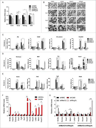 Figure 4. Med12 and Ring1b knockdown mESCs do not properly differentiate. (A) shMed12 mESCs exhibit low levels of pluripotency markers. Shown are the relative mRNA levels of pluripotency markers in shNMC, shCdk8, shMed12 and shRing1b mESCs. The relative mRNA levels are depicted as fold change to the shNMC samples +/− SEM, n = 3. *** P-value< 0.0001, ** P-value < 0.001, * P-value < 0.02, as calculated by 2-tailed, unpaired t test. (B) Embryoid Bodies (EBs) derived from shMed12 and shRing1b mESCs, have smaller diameters than those from shNMC and shCdk8 mESCs. Images of EBs were taken at 4x magnification at 2, 4, 6 and 8 d after the beginning of spontaneous differentiation by LIF removal. The size of the scale bar corresponds to 500 µm. (C-E) Knockdown of Med12 causes sustained repression of differentiation marker genes from the 3 germ layers. The mRNA levels of each marker gene are represented as fold change to the levels of the Day 0 sample of each genotype. Data are represented as a mean +/− SEM, n =3. *** P-value < 0.0001, ** P-value < 0.001, * P-value < 0.02, as calculated by 2-tailed, unpaired t test. (F) Developmental genes get upregulated upon RA-induced differentiation. The relative mRNA levels of Med12-Ring1b targets (Wnt8a-Sox7) and other RA-responsive genes (Hoxb4-Hoxd11) at 24hRA are represented as fold change to the untreated samples (mESCs) +/− SEM, n = 3. ** P-value = 0.009, *P-value < 0.05, as calculated by 2-tailed, unpaired t test. (G) RA-induced differentiation genes (significantly induced from 4F) are affected in the same (shMed12 = shRing1b) or opposite ways (shMed12 ≠ shRing1b) upon Med12 or Ring1b depletion in early differentiation (24hRA). The relative mRNA levels of the tested genes are represented as fold change to the shNMC samples +/− SEM, n = 3. *** P-value =0.0004, ** P-value ≤ 0.008, * P-value ≤ 0.04, as calculated by 2-tailed, unpaired t test.