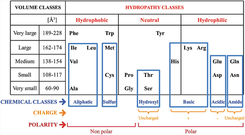 Figure 1. Classification of 20 common amino acids considering their volume, hydropathy, and chemical classes as well as their charge and polarity [Citation11].