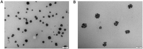 Figure 4. Scanning electron microscopy before (A) and after artemisinin addition (B). There was no significant change in emulsifying time before and after artemisinin addition. The appearance was clear and transparent before and after artemisinin was added. Particle size: The particle size and potential of SEDDS without artemisinin were not measured. The average size of the particle with artemisinin was 128.0 nm, PdI: 0.422, and the average zeta was –4.29.