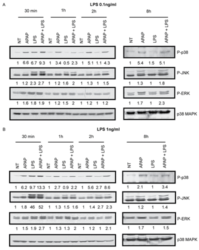 Figure 4.  Effect of LPS on APAP-induced phosphorylation of MAPK in RAW264.7 cells. (A) RAW264.7 cells were treated with APAP (1 mM) alone, LPS (0.1 ng/ml) alone, or an APAP and LPS combination for up to 8 hr and lysed for assay of MAPK phosphorylation. (B) RAW264.7 cells were treated with APAP (1 mM) alone, LPS (1 ng/ml) alone, or an APAP and LPS combination for up to 8 hr and lysed for assay of MAPK phosphorylation. Whole cell lysates were subjected to Western blotting using antibodies specific for the phosphorylated forms of p38MAPK, ERK1/2, JNK1/2. An anti-p38 MAPK antibody was used as a loading control. Numbers under each image correspond to the ratio (P-protein/p38 MAPK) treated/(P-protein/p38 MAPK) control. Results are representative of two independent experiments.