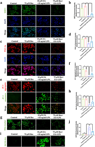 Figure 4 Res alleviated mitochondrial dysfunction and oxidative stress caused by inflammation and the oncologic dose of ZA by regulating SIRT1. (a) The expression of SIRT1 in HOK cells after drug treatment was detected by immunofluorescence assay. Scale bar, 100 μm. (b) Fluorescence quantitative analysis of SIRT1. (c) HOK cell PGC-1α expression was detected by immunofluorescence after drug treatment. Scale bar, 100 μm. (d) Fluorescence quantitative analysis of PGC-1α. (e) Fluorescence staining of JC-1 showed the MMP of each group. Scale bar, 50μm. (f) Statistical fluorescence analysis of MMP. (g) Representative images of mitochondrial distribution in each group. Scale bar, 100 μm. (h) The fluorescence intensity of Mito-Tracker Green staining was shown. (i) The oxidative stress levels in HOK cells were detected by DCFH-DA staining. Scale bar, 100 μm. (j) Statistical analysis of intracellular ROS levels. Data were expressed as mean±SD. ns: nonsense. *P < 0.05. **P < 0.01. ***P < 0.001. ****P < 0.0001.