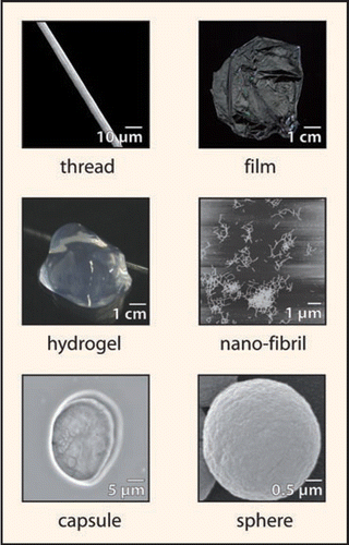 Figure 5 Possible shapes of spider silk. In nature, spider silk proteins are exclusively converted into silk threads. However, in vitro it is possible to transform silk proteins in other two- or three-dimensional shapes. The figure shows images of a capsule, a sphere, a thread and nano-fibrils (all electron microscopy), as well as a hydrogel and a film (photograph) made by recombinantly produced engineered spider silk protein.Citation35,Citation42,Citation48,Citation71