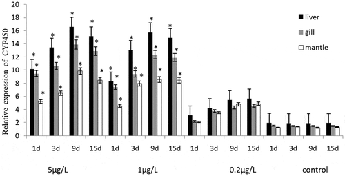 Figure 1. The effects of BaP on the CYP450 relative gene expression level of Crassostrea gigas.
