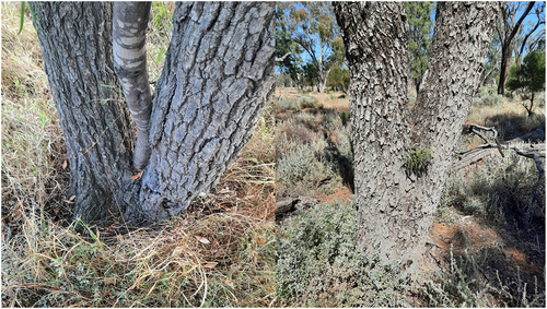 Figure 6. Wilga guests growing in ironwood – solid and hard timber.