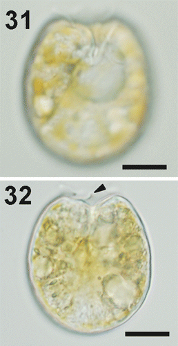 Figs 31–32. Prorocentrum emarginatum, strain Dn31EHU, LM. 31. Right valve of a vegetative cell showing the deep indentation. 32. Cell showing the flange or spine in the anterior excavation (arrowhead). Scale bars: 10 µm.