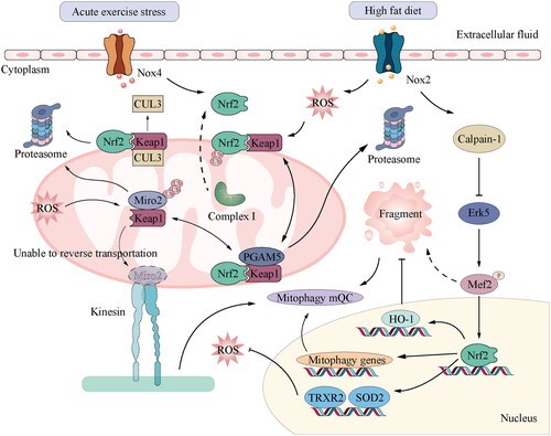Figure 2. Function of mitochondrial regulation through Nrf2 signalling in CVD: ubiquitination regulation of Nrf2 is key to the cellular response to oxidative and electrophilic stresses. Nrf2 is polyubiquitinated by the Keap1–Cul3 complex in the basal state without oxidative or electrophilic stress. Cul3 is a ubiquitin ligase, while Keap1 is a substrate adapter. This polymerisation causes Nrf2 to be degraded by the proteasome. In the mitochondria, PGAM5 and Nrf2 bind to the monomer of the Keap1 dimer in a mutually exclusive manner. Nrf2 and PGAM5 regulate the activity of the Keap1–Cul3 E3 ubiquitin ligase, thus protecting Miro2 from abnormal degradation. In contrast, the activation of Nox2 induced by a high-fat diet induces ROS production, leading to calpain-1 mediated destruction of ERK5 and mitochondrial dysfunction by lowering the ERK5-MEf2-PGC α pathway. Similarly, acute exercise stress can upregulate the level of Nox4 in the myocardium and activate Nrf2/ARE signal transduction of Nrf2 target genes, such as TRXR2 and SOD2, which can reduce mitochondrial ROS and maintain cardiac performance. Nrf2, nuclear factor erythroid 2-related factor 2; Keap1, Kelch-like ECH-associated protein 1; Cul3, Cullin-3.