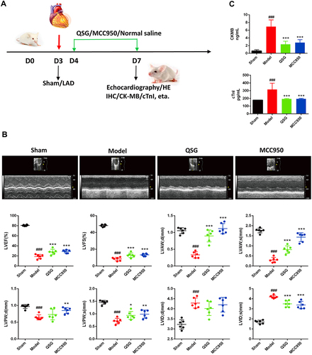 Figure 1 QSG improved cardiac function in mice after AMI. (A) Experimental protocol for QSG studies in AMI mice. Experimental protocol for QSG studies in AMI mice, LAD ligation was used to made AMI model in mice after 3 d of adaptive feeding, QSG were administered by oral gavage, and NLRP3 inhibitor (MCC950) by intraperitoneal injection from 4 d - 7 d, subsequent cardiac echocardiography and acquisition of relevant parameters. (B) Representative echocardiographic images of mice in each group and analysis of LVEF, LVFS, LVAW; d, LVAW; s, LVPW; d, LVPW; s, LVID; d, LVID; s levels after QSG treatment. (C) ELISA of plasma CKMB and cTnI levels. N = 6 per group. ###P < 0.001 vs sham group, *P < 0.05, **P < 0.01, ***P < 0.001 vs model group.