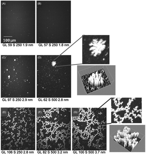 Figure 5. MtCK interaction with PC:PE:CL (2:1:1) monolayer: BAM images of a PC:PE:CL (2:1:1) monolayer before (A) and 2 h after injection of 4 μM 4-HNE (B) or of 4 nM mtCK, unmodified (C, D) or 4-HNE-modified mtCK (E, F and G, 1 h, 1 h 30 and 2 h 30, respectively). Left: detail of images D and G and 3D view (ImageJ 3D surface plot) of these regions. Grey level (GL), shutter speed (S) and average thickness in nm are indicated below the images.