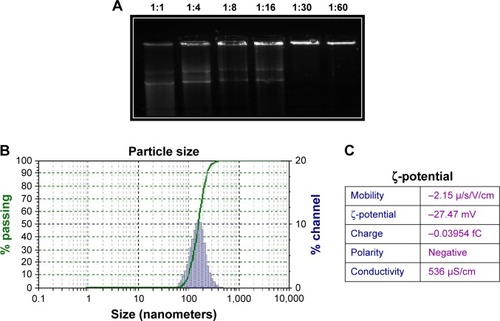 Figure 3 Characterization of magnetic chitosan-DNA nanoparticles.Notes: (A) Agarose gel – DNA release from nanoparticles at different ratios; (B) nanoparticle-size distribution; (C) ζ-potential of magnetic nanoparticles with plasmid and chitosan in aqueous suspension.