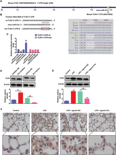 Figure 5. TLR4 was a direct target of miR-27a. (a, b) The putative binding site of miR-27a and TLR4 is shown. (c) Luciferase assay of HEK293 cells co-transfected with firefly luciferase constructs containing the TLR4 wild-type or mutated 3´-UTRs and miR-27a mimics, mimics NC, miR-27a inhibitor or inhibitor NC, as indicated (n = 3). Data represent the mean ± SD of three independent experiments. **p < 0.01 vs mimics NC, ## p < 0.01 vs inhibitor NC. (d) The expression of TLR4 protein after transfection with miR-27a mimic or miR-27a inhibitor was measured by Western Blot. Data represent the mean ± SD of three independent experiments. **p < 0.01 vs. inhibitor NC. ##p < 0.01 vs. mimics NC. (e) Expression of TLR4 was measured using Western Blot in lung tissues from ALI mice injection with agomir-27a or agomir NC (n = 3/group). Data represent the mean ± SD of three independent experiments. **p < 0.01 vs. control group. ##p < 0.01 vs. LPS + agomir-NC group. (f) Expression of TLR4 was measured using IHC in lung tissues from ALI mice injection with agomir-27a or agomir NC (n = 3).