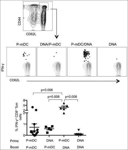 Figure 5. Analysis of central memory CD8+ T cell responses induced by the different vaccine regimens in C57BL/6 mice. Splenocytes isolated from immunized mice were used for the identification of the CD44hiCD62Lhi central memory CD8+ T cells (upper panel). The gated cells were analyzed for the frequency of Env-specific IFN-γ+ cells. Plots in the middle panel show a representative mouse from each vaccine group. Summary of the IFN-γ+ central memory CD8+ T cells is shown in the lower panel. The mean ±SEM of the Env-specific cells is shown. p values (Mann-Whitney test) are given.