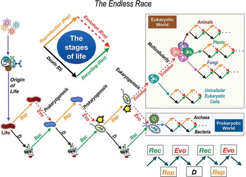 Figure 4. The endless race. After life originated on earth, it began the evolutionary process by becoming an endless race without a finish line and the rules that governed this race were the commandments. Every organism has to go through the four stages of life: reproduction (Rep), evolution (Evo), death (d) and recycling (Rec) of the disorganized living matter. During the entire evolutionary process, first prokaryogenesis (the generation of the initial bacteria and archaea) took place, followed by eukaryogenesis as a consequence of endosymbiotic events. Some single-cell eukaryotic cells cooperated to give rise to multicellularity and from there give rise to animals, plants and fungi. The eukaryotic and prokaryotic worlds have interacted with each other and with the acellular world (virus) and its environment ever since.