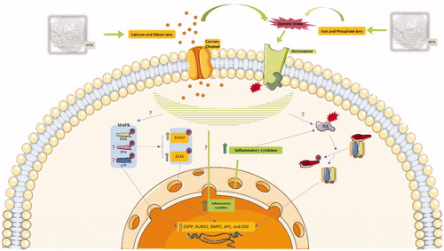 Figure 2. Involvement of major signaling pathways in osteo/odontogenesis effects of MTA on MSCs. IKK: IκB kinase, IκBα masks the nuclear localization signal (NLS) of NF-κB and inhibits its function, AP-1: Activator protein 1, question mark (?) means that the mechanism of action is unknown.