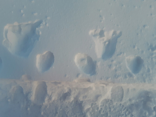Figure 3. The girl’s pattern in the snow. (Photo: Gladys Berntsen).