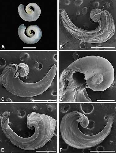 Figure 3. Shells of Nakamigawaia species. A, N. spiralis, holotype, NSMT-39805, ventral (upper) and dorsal (lower) views (macrophotograph), Japan. B, N. nakanoae sp. nov., micrograph of dorsal view; arrow pointing to protoconch, ZMBN 132073, animal length (L) = 7 mm (fixed length), Japan. C, N. nakanoae sp. nov., micrograph of ventral view, ZMBN 132073, L = 7 mm (fixed length), Japan. D, N. nakanoae sp. nov., micrograph of protoconch observed from ventral side of shell, ZMBN 116778, L = 10 mm, Taiwan. E, N. felis, micrograph of dorsal view, ZMBN 91108, L = 13 mm, the Bahamas. F, N. felis, micrograph of ventral view, ZMBN 91108, L = 12 mm, the Bahamas. Scale bars: a = 200 μm; b, c, e, f = 500 μm; d = 100 μm.