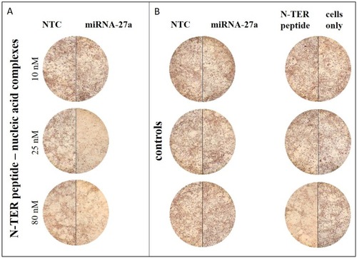 Figure 1 Exemplary light microscopic images of transfected and differentiated 3T3-L1 cells at d6 of differentiation after ORO-staining. The staining intensities of in lipid droplets accumulated ORO are presented including different sample conditions: N-TER peptide–nucleic acid complexes containing NTC or miRNA-27a (A) and the control groups comprising free NTC, miRNA-27a, N-TER peptide as well as cells only (B). Cells only serve as a control to assess the impact of the transfection treatment on adipocyte differentiation.