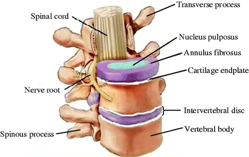 Figure 1. Structures of vertebral body and intervertebral disk.