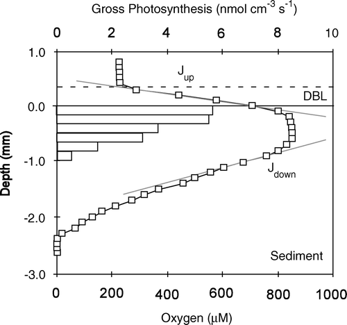 Figure 28.  An O2 microprofile measured in a sediment core recovered from 2 m water depth in Helsingør harbor. The sediment surface was covered by benthic diatoms and was exposed to a downwelling irradiance of 600 µmol photon m−2 s−1. The upward (Jup) and downward flux (Jdown) amounted to 190 and 63 mmol m−2 day−1, respectively, as calculated from Fick's first law of diffusion. The net photosynthesis was thus 253 mmol m−2 day−1. The depth profile of gross photosynthesis (bars) measured by the light–dark-shift technique equaled 339 mmol m−2 day−1. The respiration of the photic zone was thus 86 mmol m−2 day−1, while the O2 consumption of the upper millimeters during darkness only was 40 mmol m−2 day−1 (redrawn from Glud 2006).