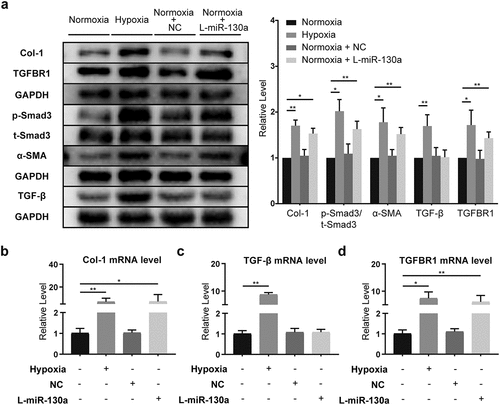 Figure 5. miR-130a’s impact on TGF-β/Smad signaling in CFs under normoxia. (a) Col-1, TGFBR1, p-Smad3, t-Smad3, α-SMA, and TGF-β protein levels in CFs under normoxia, as determined with Western blot (n = 6 per group). (b-d) Col-1, TGF-β, and TGFBR1 mRNA levels in CFs under normoxia, as determined with rt-PCR (n = 6 per group).