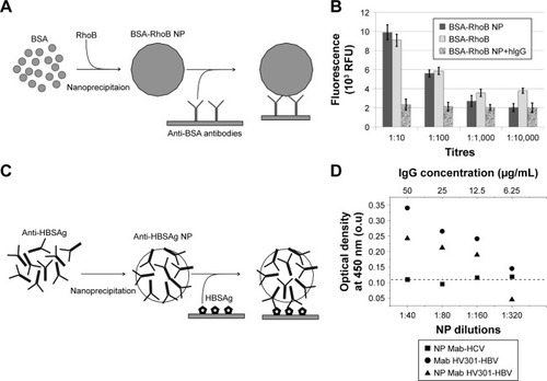 Figure 6 Results of binding of protein NP with specific ligands.Notes: (A) Scheme of interaction of BSA-RhoB NP with immobilized anti-BSA polyclonal antibodies. (B) Data of immunofluorescence assay according to scheme A. The error bars correspond to standard deviations (±SD). Differences between BSA-RhoB and corresponding NP were not statistically significant (P.0.05). (C) Scheme of interaction of NP from monoclonal antibodies against HBsAg with the immobilized recombinant antigen. (D) ELISA data according to the scheme C.Abbreviations: HBSAg, hepatitis B virus S antigen; BSA, bovine serum albumin; NP, nanoparticles; Mab, monoclonal antibodies; HCV, hepatitis C virus; HBV, hepatitis B virus; o.u, optical units; RhoB, fluorescent rhodamine B dye; RFU, relative fluorescent units.