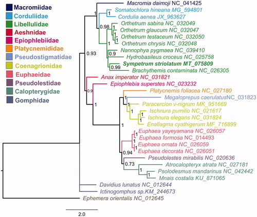 Figure 1. Mitochondrial phylogeny of 29 Odonata species based on the concatenated nucleotide sequences of 13 mitochondrial protein-coding genes.